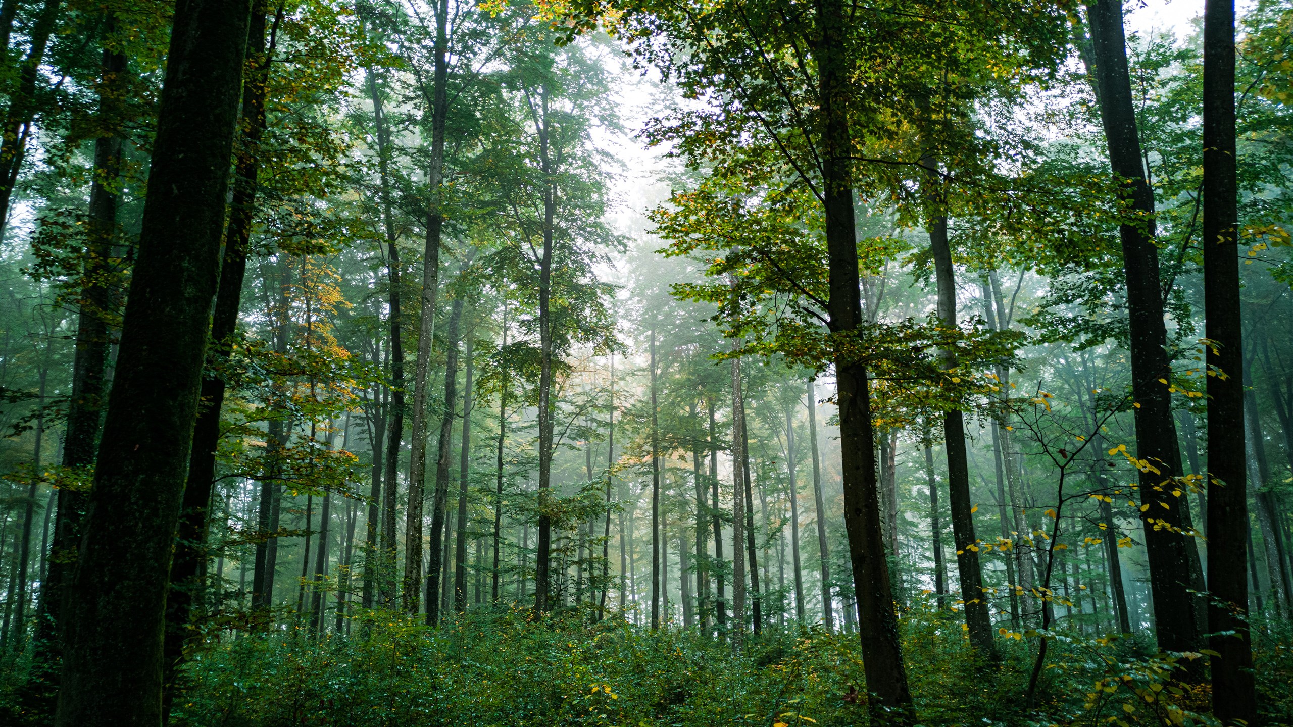 Forecasting the Forest Industry